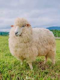 🐑 ม่อนแกะ เขาค้อ 🐏🐑🐑