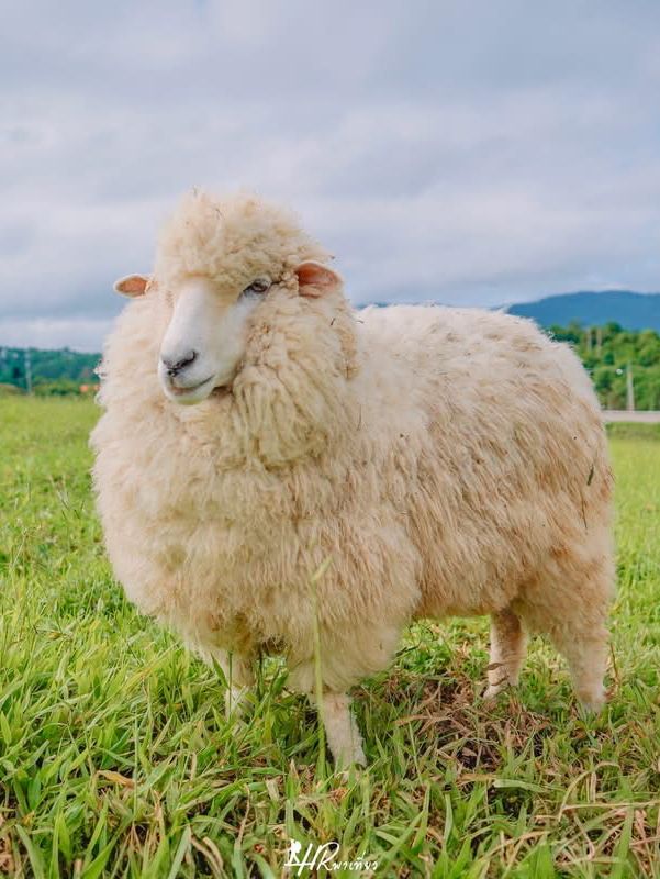 🐑 ม่อนแกะ เขาค้อ 🐏🐑🐑