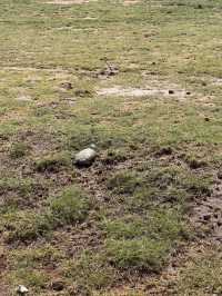 Animals in Amboseli National Park 🇰🇪