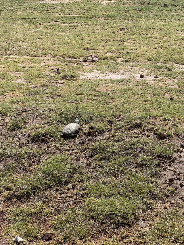 Animals in Amboseli National Park 🇰🇪