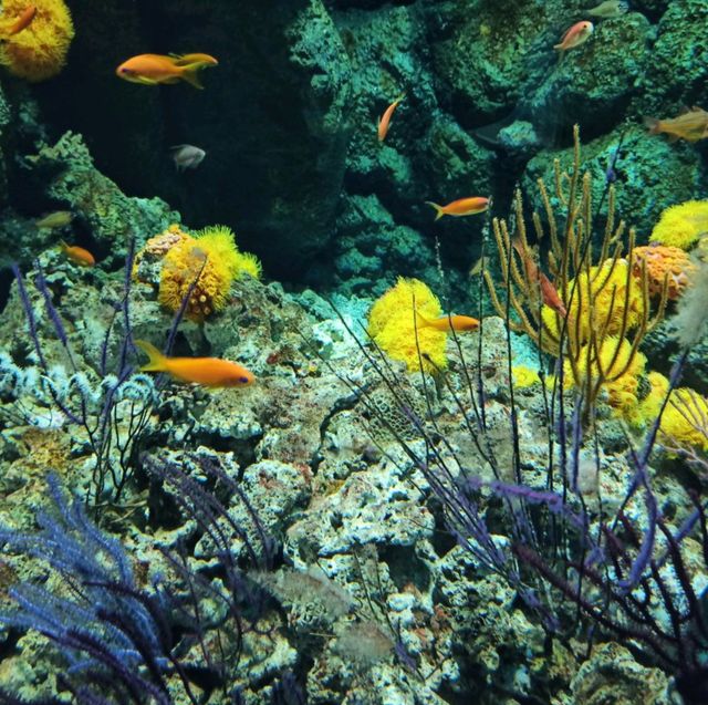桃園xpark水族館，交通方便小而美~