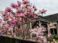 南半球的櫻花大道 紐西蘭-基督城 Hagley Park South