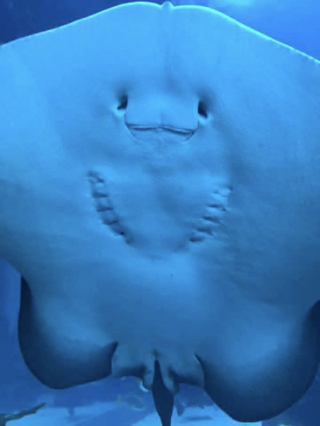 The Beauty of the Deep: A Relaxing Escape at S.E.A. Aquarium