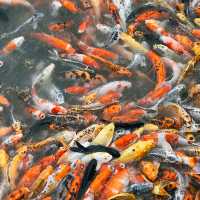 ชมปลาคาเฟ่ หนองชิ่ม จันทบุรี 