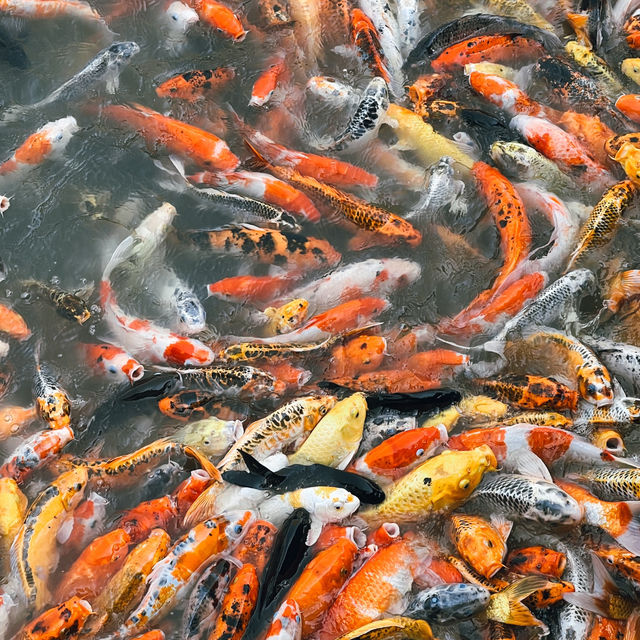 ชมปลาคาเฟ่ หนองชิ่ม จันทบุรี 