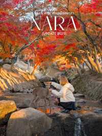 แจกแพลนเที่ยวเมือง Nara แบบ 1 day Trip 🦌