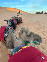 🇲🇦  メルズーガ　サハラ砂漠