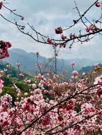 新社沐心泉：時時有花賞