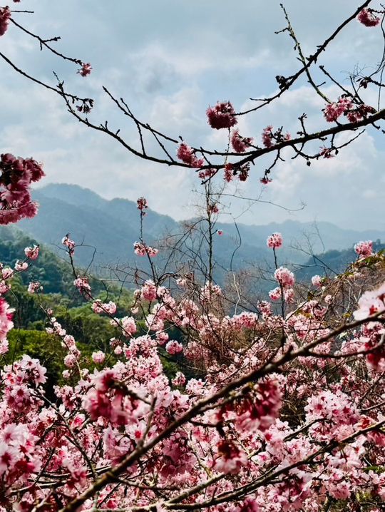 新社沐心泉：時時有花賞