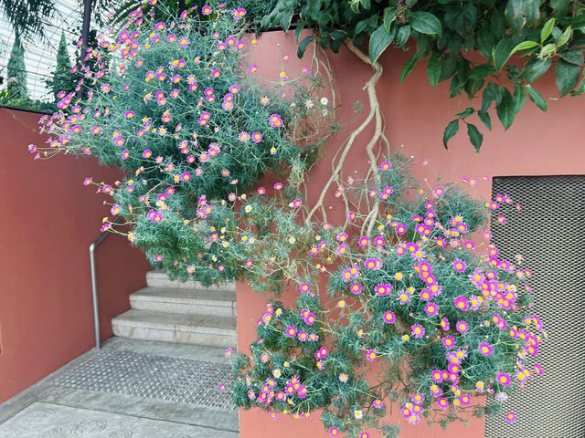 四季都可以賞花的Flower dome