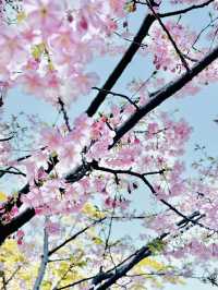 【絶景】熱海の桜が咲いてます🌸💗