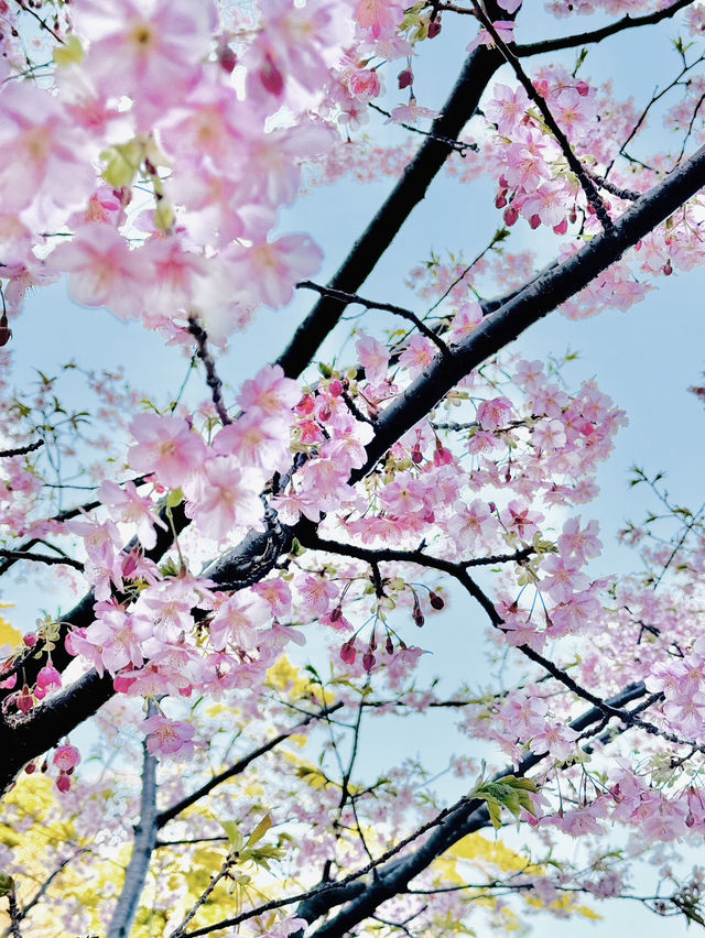 【絶景】熱海の桜が咲いてます🌸💗