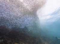 菲律賓墨寶潛水，必睇沙甸魚風暴，和到Oslob與鯨鯊游水