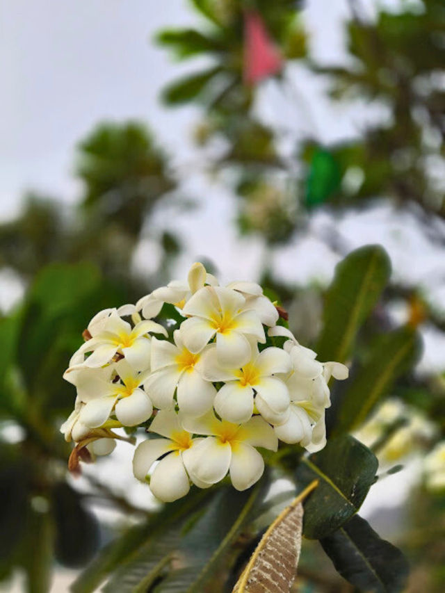 👏 ศาลหลักเมืองเพชรบุรีแห่งใหม่