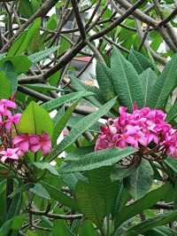 Beautiful Plants in Garden