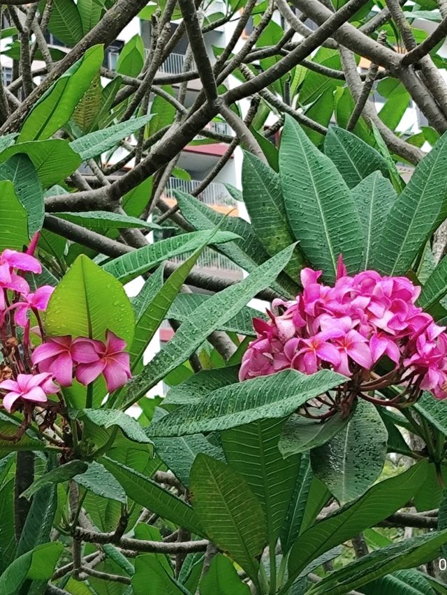 Beautiful Plants in Garden