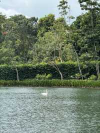 Lush Tropical Paradise - Singapore Botanic Gardens