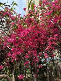 長沙灣元洲邨元樂樓簕杜鵑桃紅隧道：都市中的浪漫花海🌸🌺