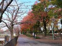 Yamazaki River Four Seasons Road (山崎川四季の道)