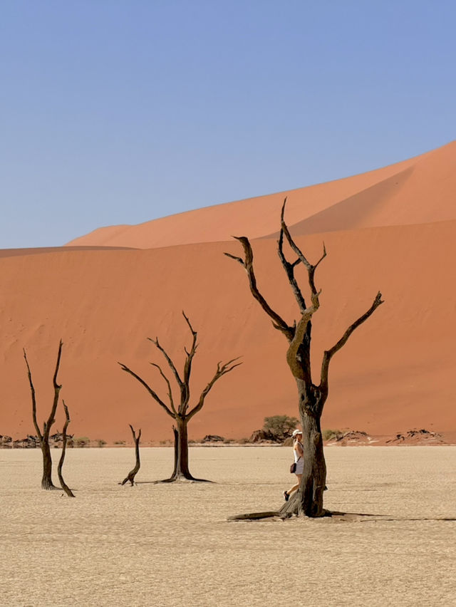 비현실적 엽서 풍경🏜️ 나미비아 데드블레이