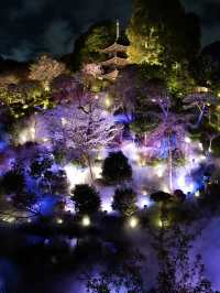 【東京×椿山荘】ライトアップで浮かび上がる夜桜雲海