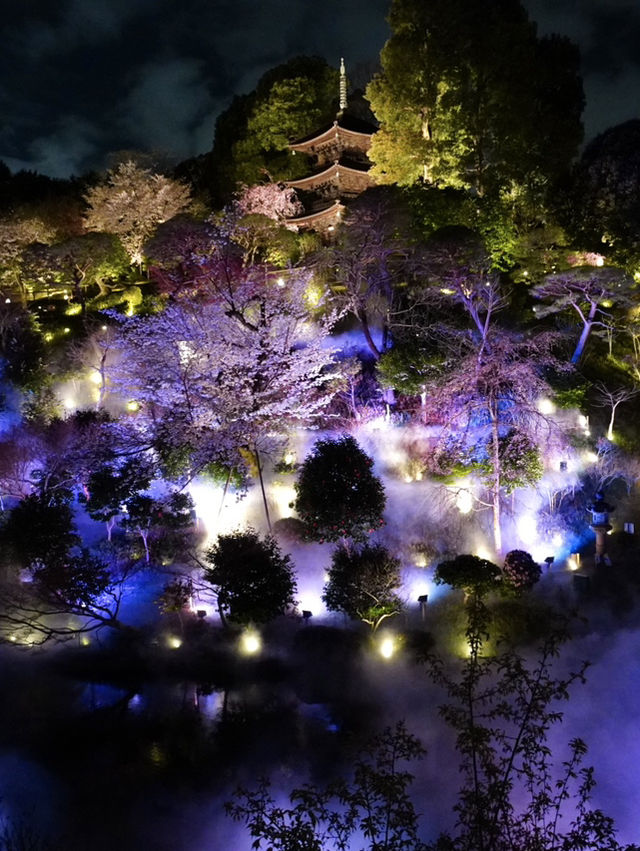 【東京×椿山荘】ライトアップで浮かび上がる夜桜雲海