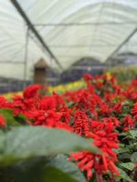 Beautiful & Relaxing Visit to Cameron Highland Flora Park