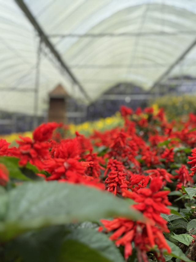 Beautiful & Relaxing Visit to Cameron Highland Flora Park