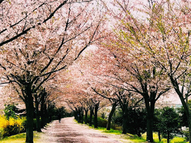 🌸 **釜山三樂江邊公園櫻花觀賞分享** 🌸