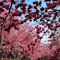 頭前溪河濱公園～櫻花盛開的春日樂園 🌸🚶‍♀️
