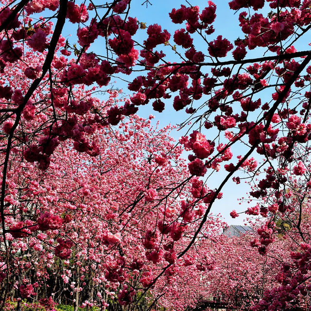 頭前溪河濱公園～櫻花盛開的春日樂園 🌸🚶‍♀️