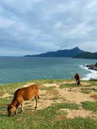 來西貢與世隔絕的小島看牛啦～🐂