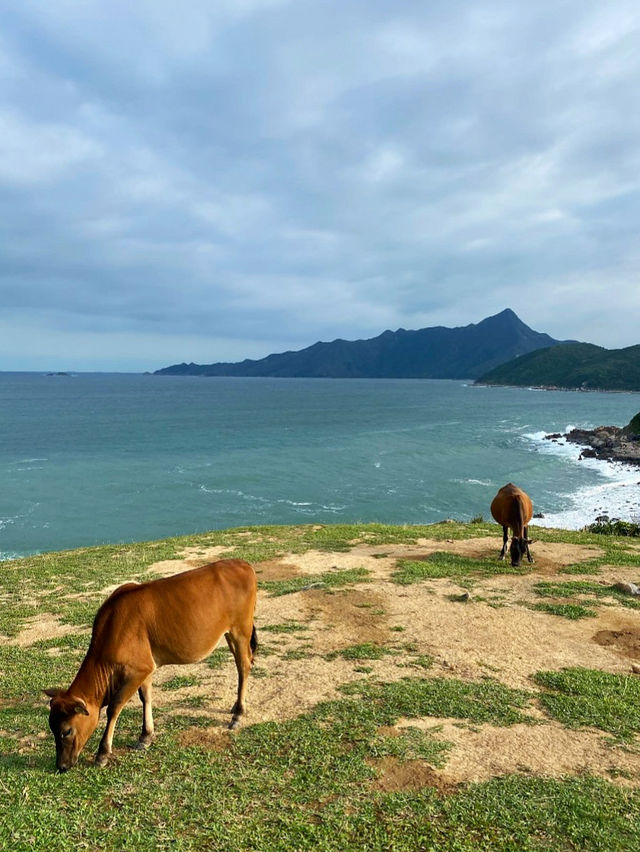 來西貢與世隔絕的小島看牛啦～🐂