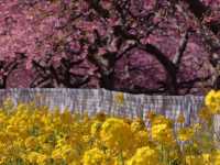Chasing Sakura at Miurakaigan