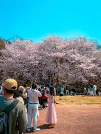 Chasing Sakura in South Korea 🌸