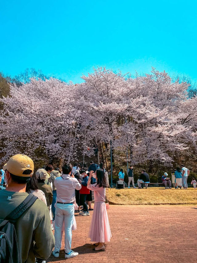 Chasing Sakura in South Korea 🌸