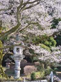 【岐阜】桜と岐阜城のコラボが最高！護國神社で歴史を感じるお花見！