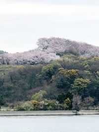 【広島、佐木島】千本桜🌸山いっぱいの美しさ