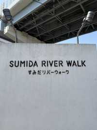 Full Bloom! Spring at Sumida River Walk🌸