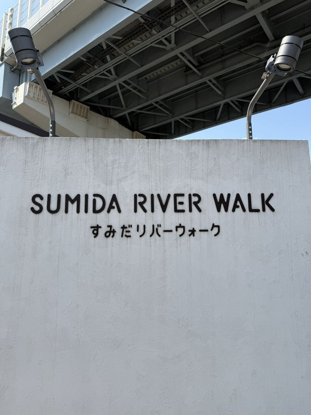 Full Bloom! Spring at Sumida River Walk🌸