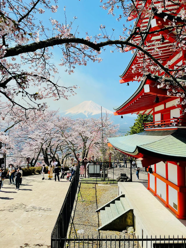 まるで日本の絵葉書✨新倉山浅間公園で絶景富士ビュー！