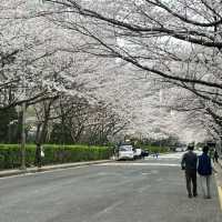海云台Dalmaji路樱花