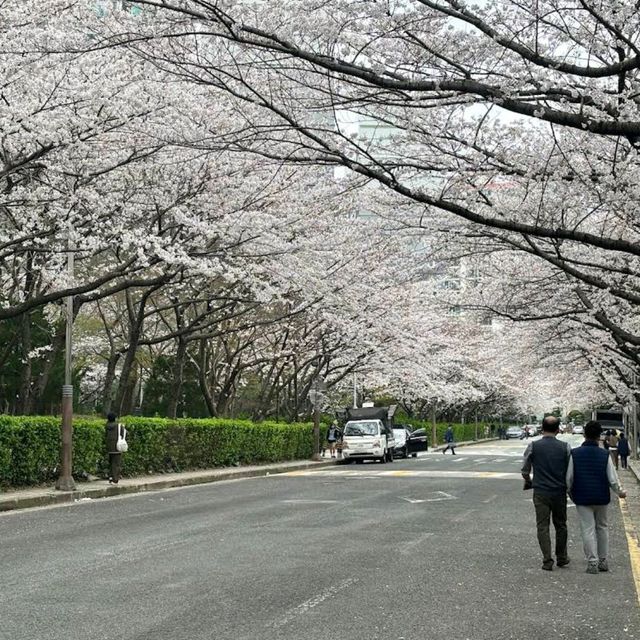 海云台Dalmaji路樱花