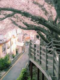 지브리 애니에서 나온거 같은 벚꽃명소..🌸🤎🌸