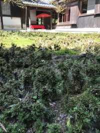 【青岸寺の苔の庭で深呼吸をしませんか。滋賀県　米原市 】