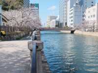 แจกพิกัดชมซากุระกลางเมือง Fukuoka