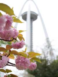 【岐阜×木曽三川公園】園内に咲き乱れる八重桜が素晴らしい