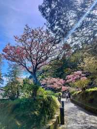 ไปดู The King of Cherry Blossom Alishan 