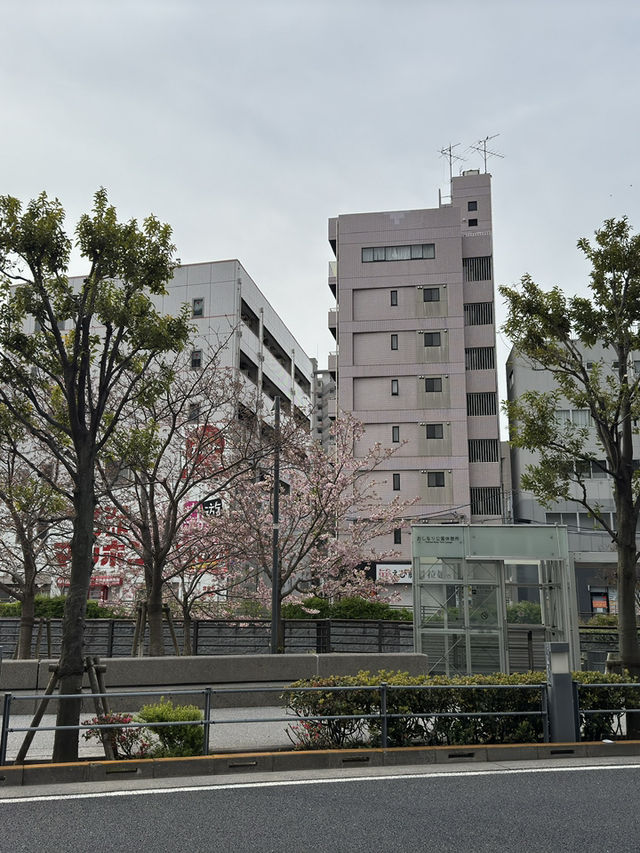東京｜押上櫻花一日遊 🌸