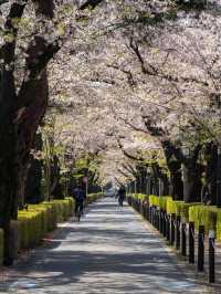 青山霊園の桜🌸 – 静かな春の風景